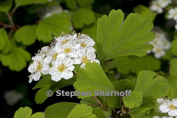 spirea triloba 2 graphic